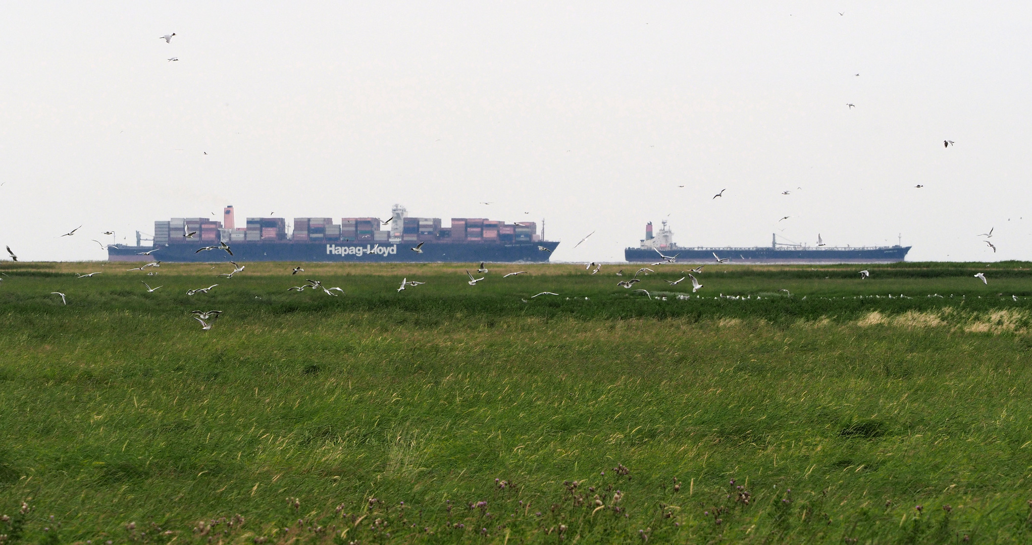 Im Visier * Ein Tag auf Neuwerk, eine Insel zum Verweilen *