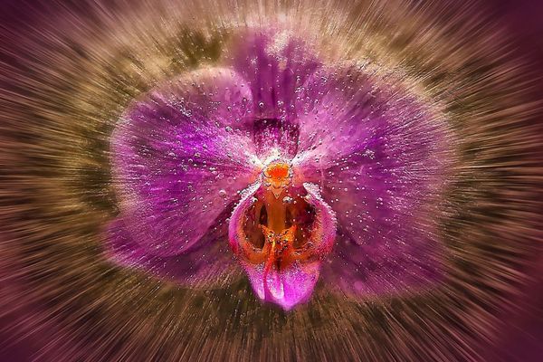 Im Visier - "Eis-Blumen"