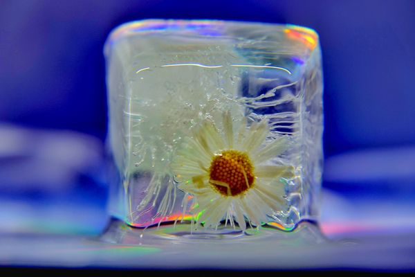 Im Visier "Eis-Blumen"