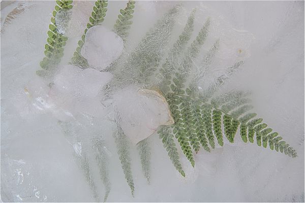 Im Visier "Eis Blumen"