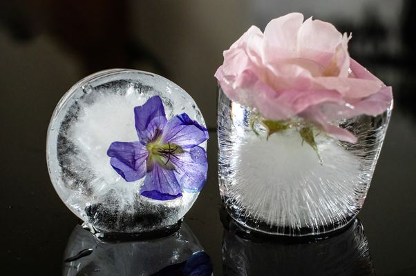 Im Visier:  „Eis Blumen“