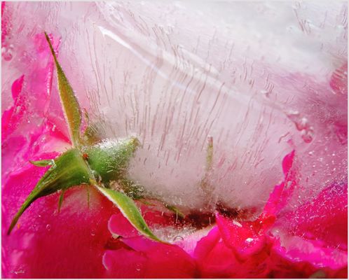 Im Visier: Eis Blumen