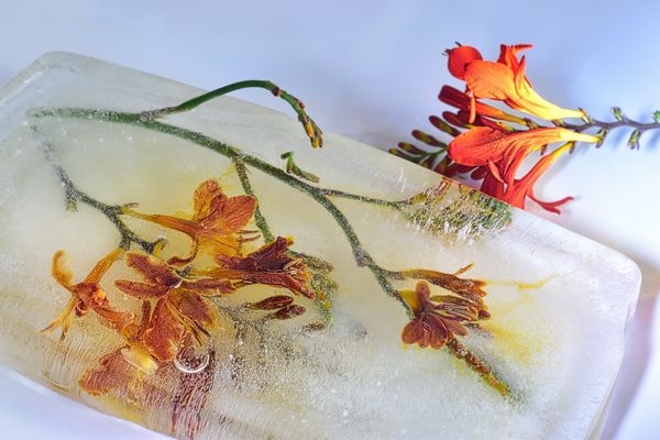 Im Visier „Eisblumen“