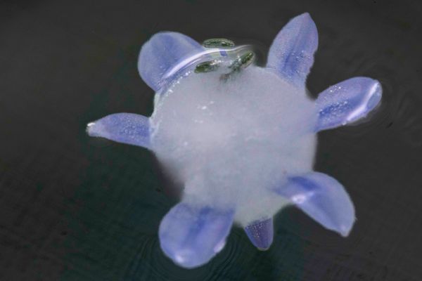 im Visier: Eisblumen