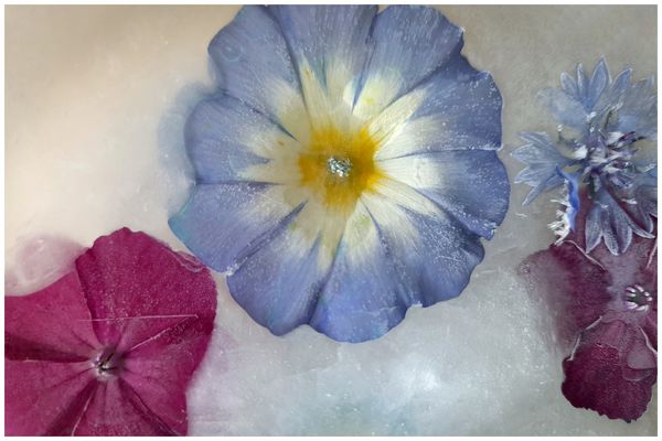 Im Visier: "Eisblumen"