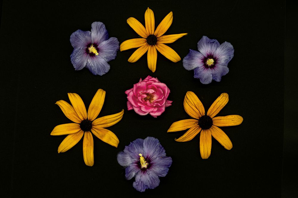 Im Visier - "Flatlay mit Blüten"