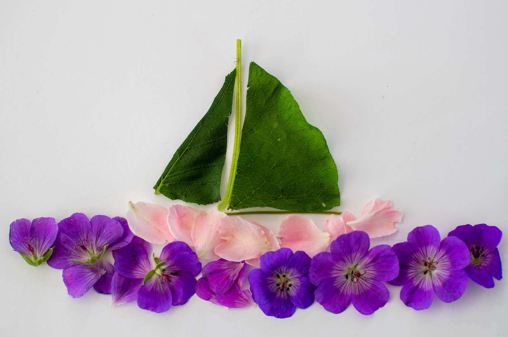 Im Visier:  'Flatlays mit Blumen'