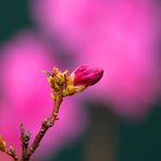 Im Visier "Frühlingsexplosion"