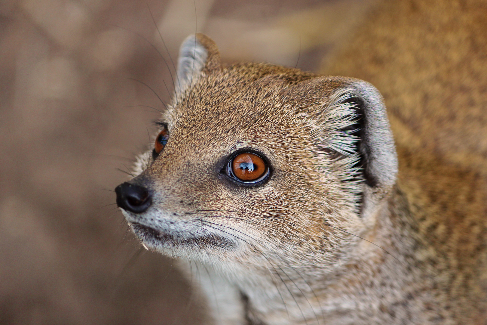 "Im Visier" . Fuchsmanguste im Zoo Dortmund