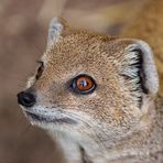 "Im Visier" . Fuchsmanguste im Zoo Dortmund