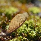 Im Visier: *Herbst in allen Schattierungen*