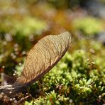 Im Visier: *Herbst in allen Schattierungen*