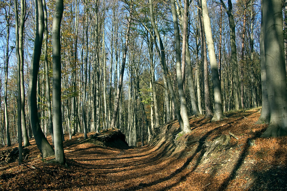 im visier - herbst in allen schattierungen