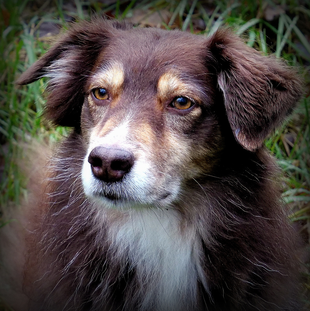 im Visier: Hundeportrait