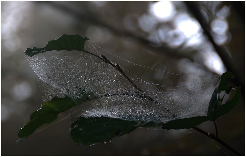 Im Visier " Licht und Schatten"