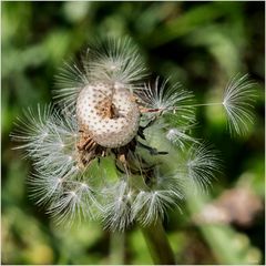 Im Visier: Pusteblume -  kreativ