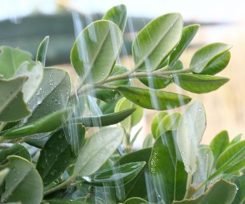 im Visier: Regentage