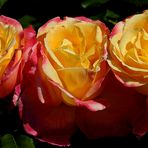 Im Visier: Rosen in allen Farben