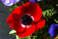 Im Visier: "ROT GRÜN BLAU"