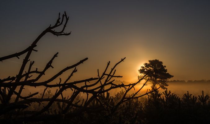 Im Visier:   *Silhouetten* 