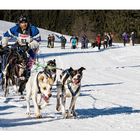 Im Visier: Sportliche Hunde