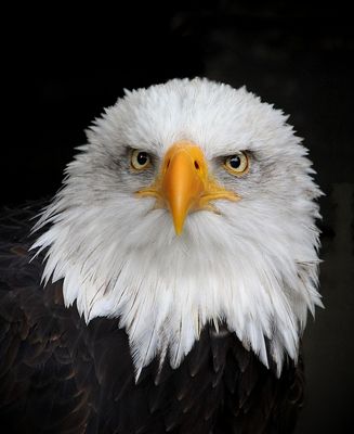 Im Visier: „Streng“ 