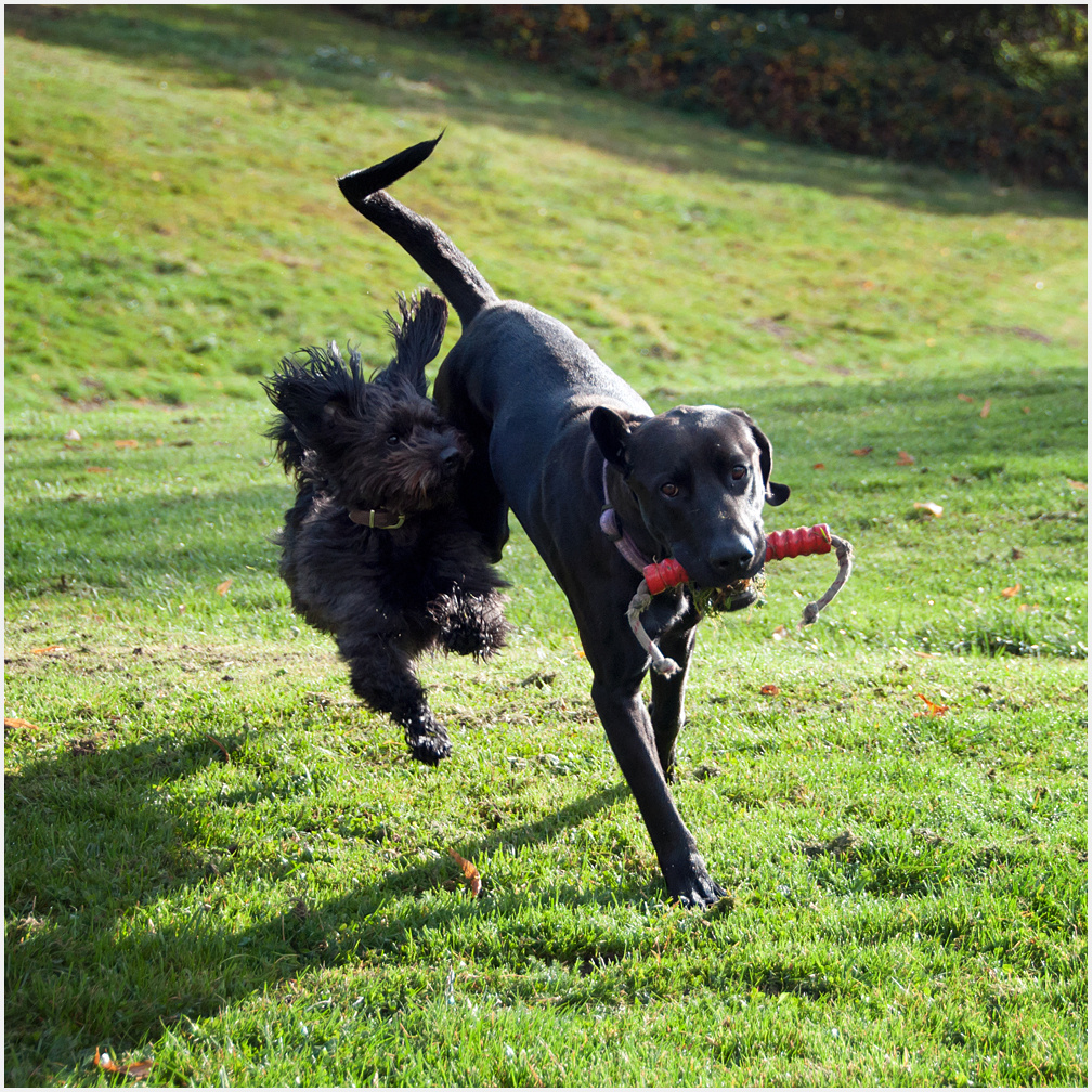 Im Visier: "Tiere in Bewegung"