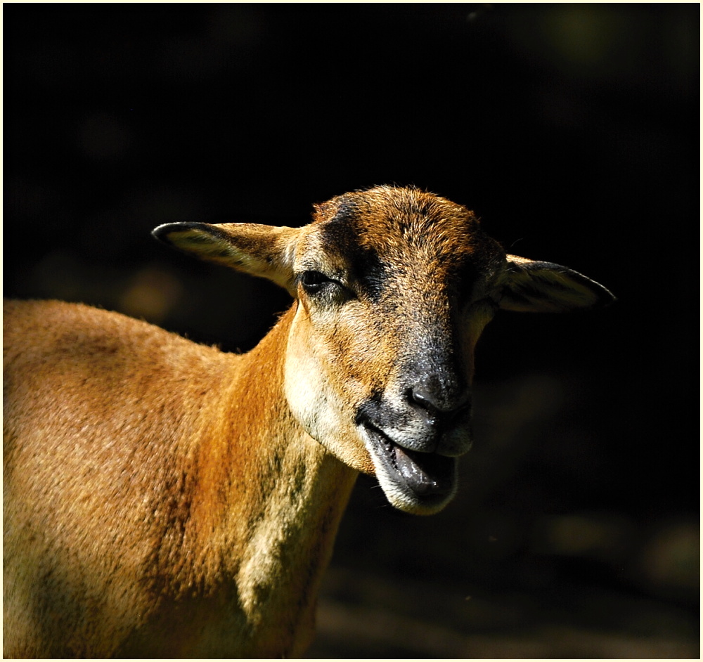 Im Visier "Tierisch Gut"