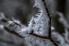 im Visier: Winterwald