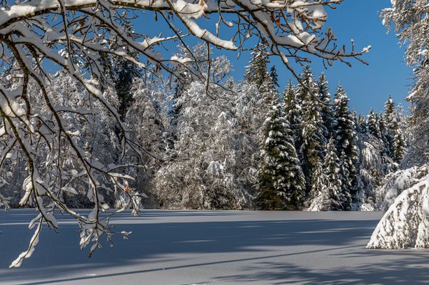 Im Visier - "Winterwald"