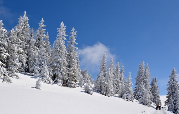 Im Visier: "Winterwald" 