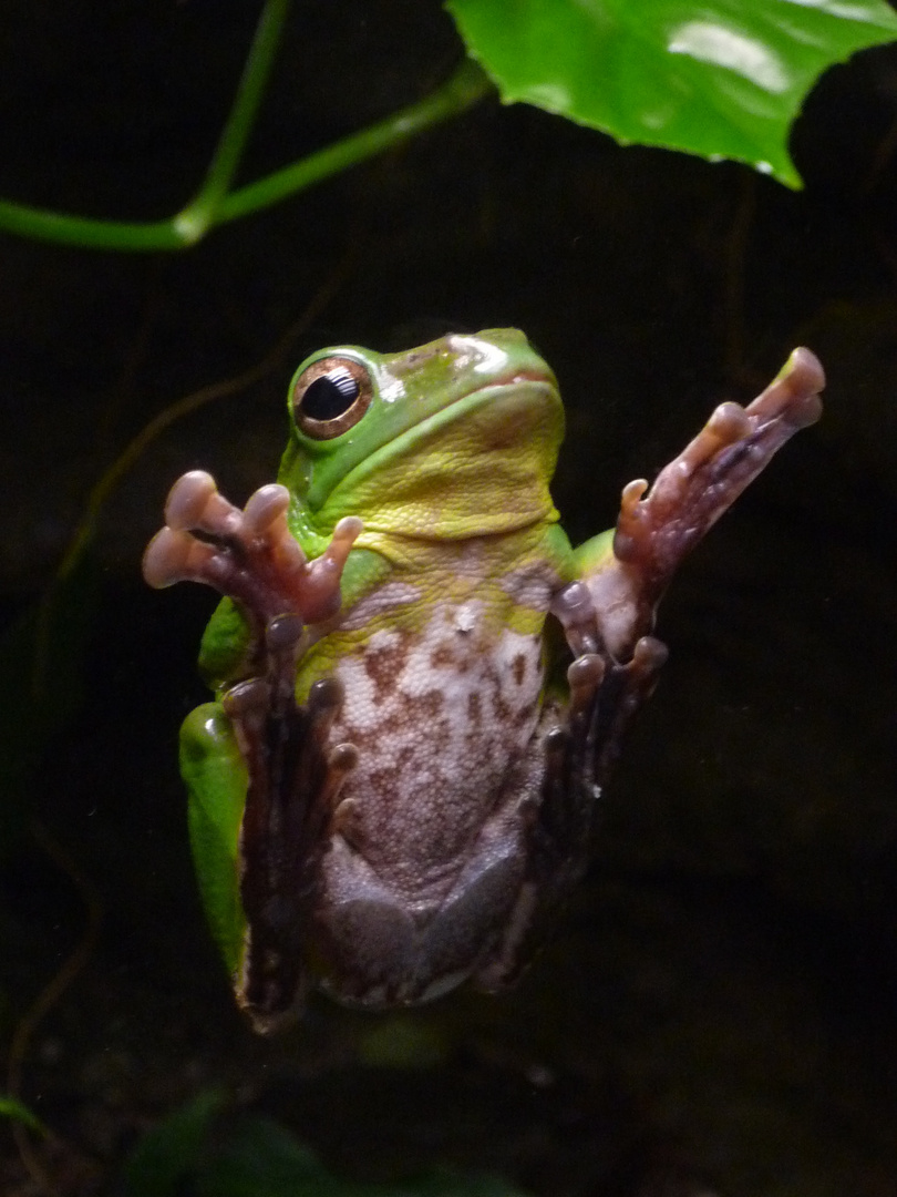 im Vivarium Tierpark Chemnitz...