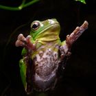 im Vivarium Tierpark Chemnitz...