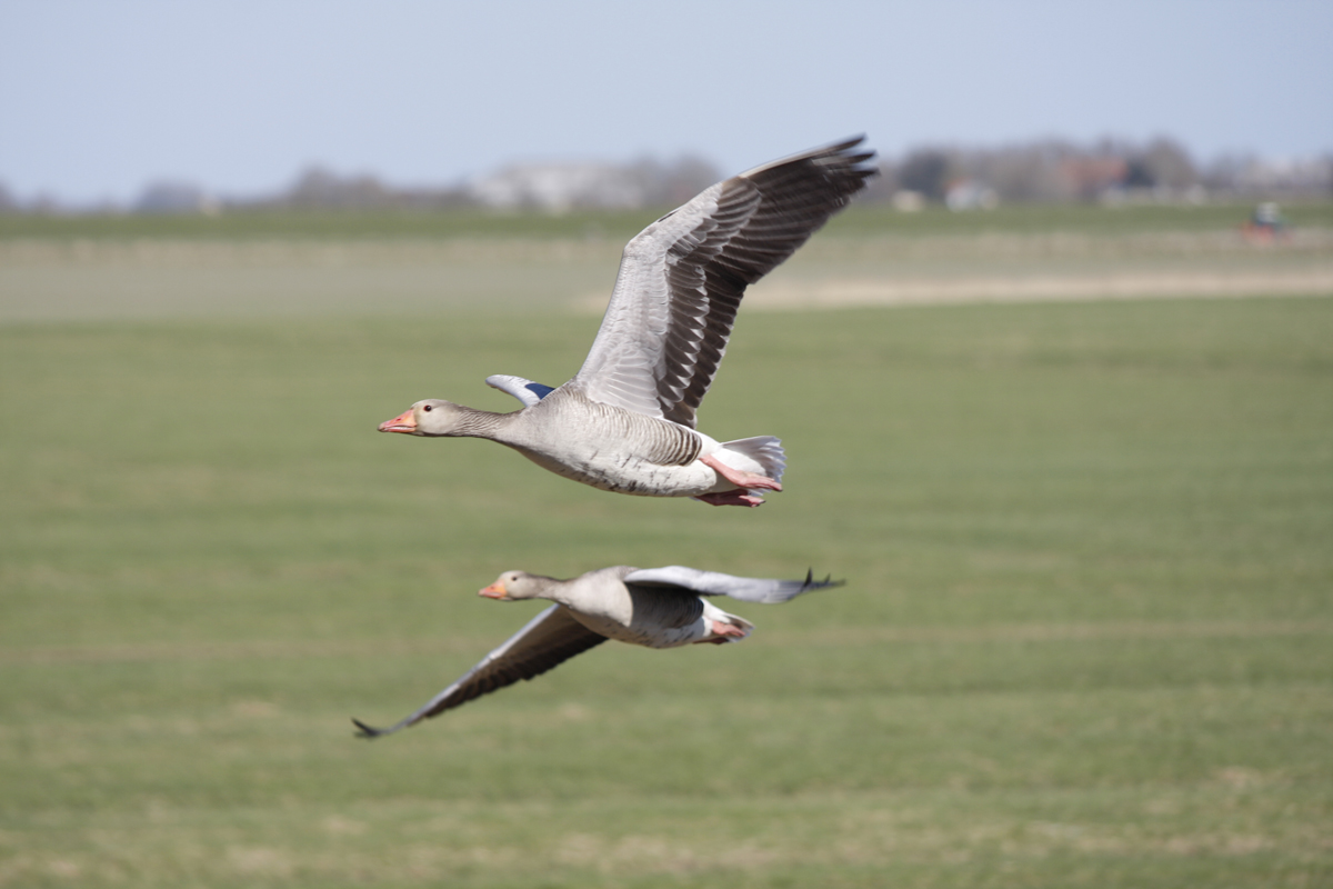 Im Vogel-Nist-Paradies