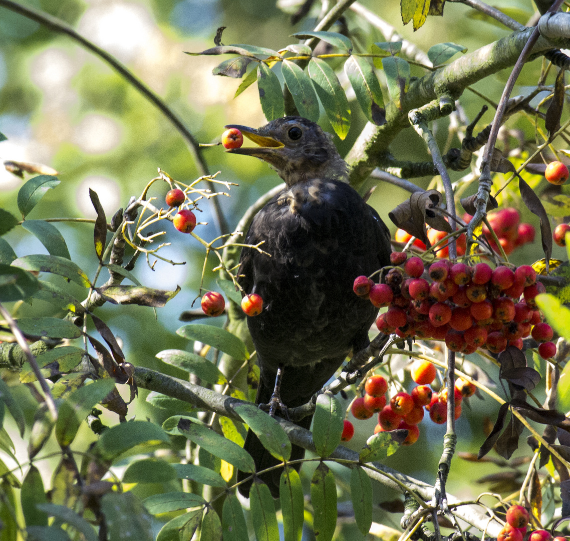 Im Vogelbeerbaum