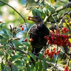 Im Vogelbeerbaum