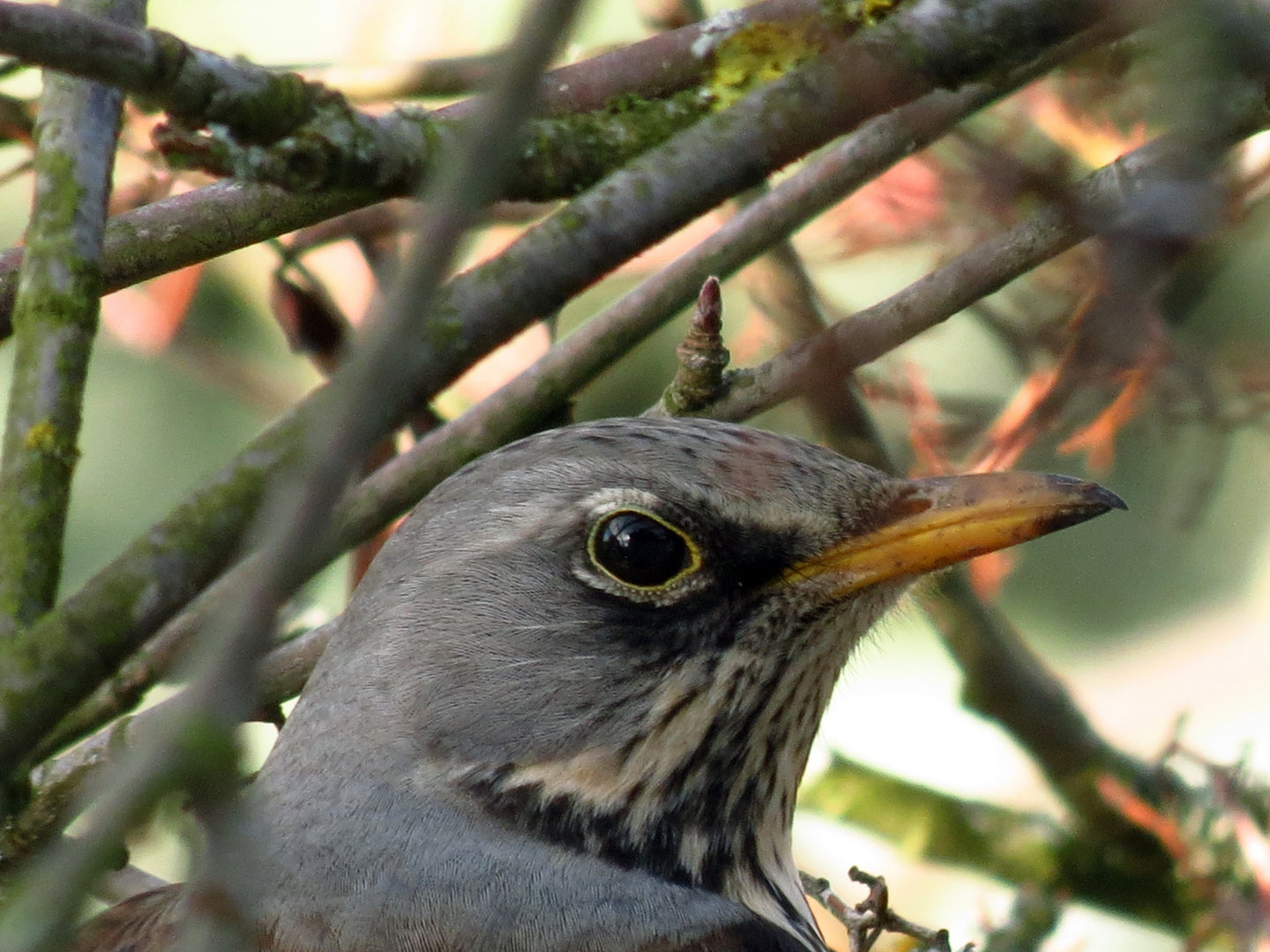 im Vogelbeerbaum