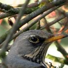 im Vogelbeerbaum