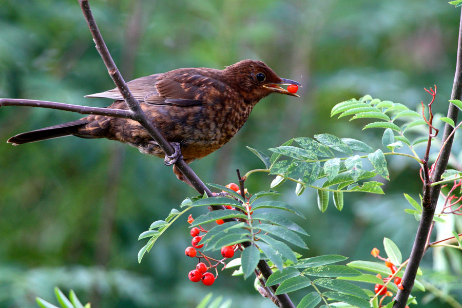 Im Vogelbeerenparadies