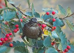 Im Vogelbeerparadies