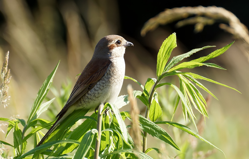 Im Vogelglück - Neuntöter