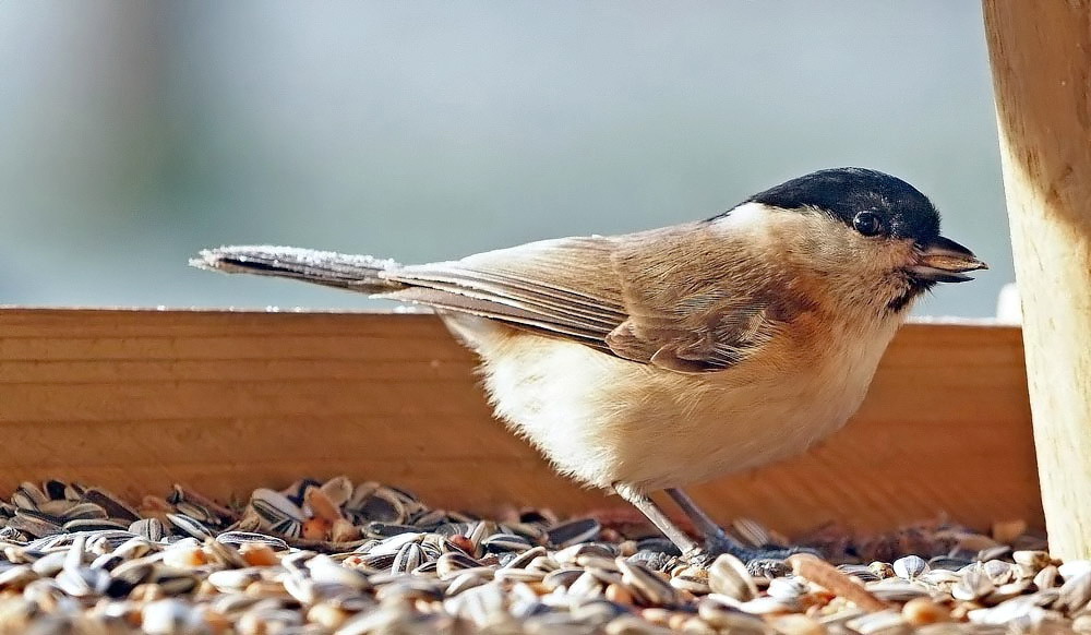 Im Vogelhaus I