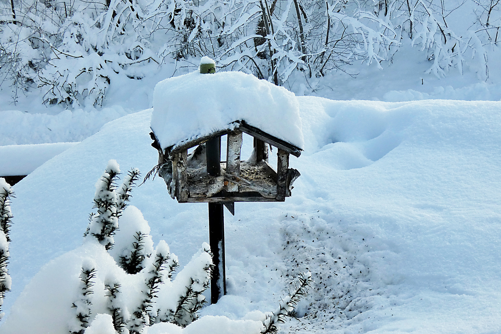 Im Vogelhaus ist der erste Durchgang satt