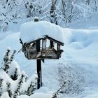 Im Vogelhaus ist der erste Durchgang satt