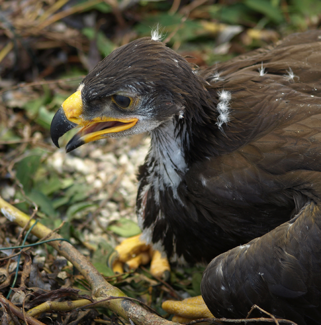 im Vogelhorst