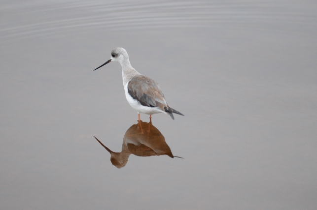 Im Vogelparadies