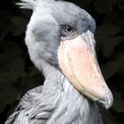 Im Vogelpark