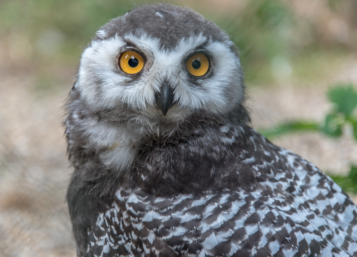 Im Vogelpark