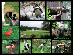 Im Vogelpark