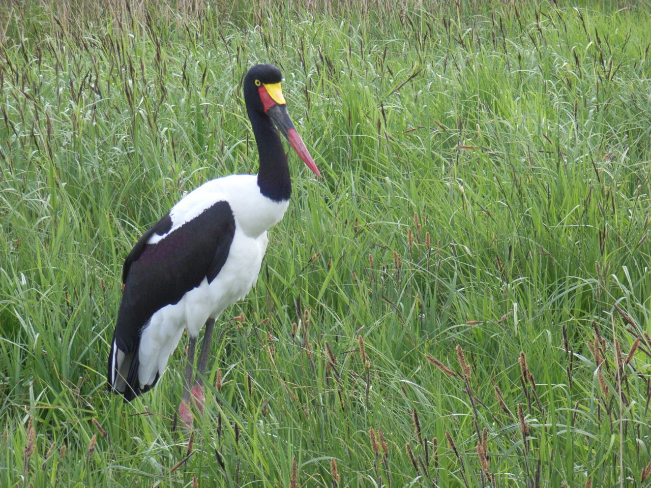 Im Vogelpark